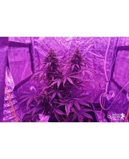 Solomatic CBD - Royal Queen Seeds - medical autoflowering