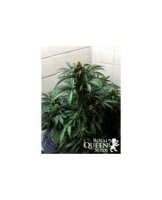 Stress Killer Automatic CBD - Royal Queen Seeds - medical autoflowering