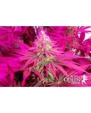 Medical Mass - Royal Queen Seeds - Medical Feminizovaná semena