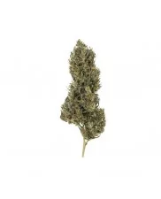 Painkiller XL- Royal Qween Seeds - Medical Feminizovaná semena
