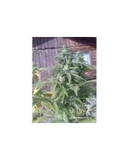 Painkiller XL- Royal Qween Seeds - Medical Feminizovaná semena
