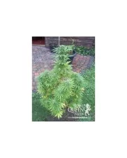 Painkiller XL- Royal Qween Seeds - Medical Feminizovaná semena