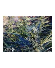 Painkiller XL- Royal Qween Seeds - Medical Feminizovaná semena