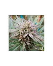 Painkiller XL- Royal Qween Seeds - Medical Feminizovaná semena
