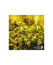 Painkiller XL- Royal Qween Seeds - Medical Feminizovaná semena