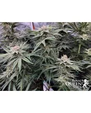 Painkiller XL- Royal Qween Seeds - Medical Feminizovaná semena