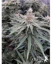Painkiller XL- Royal Qween Seeds - Medical Feminizovaná semena