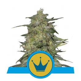 Royal Highness - Royal Queen Seeds - Medical Feminizovaná semena