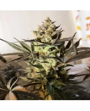 Royal Highness - Royal Queen Seeds - Medical Feminizovaná semena