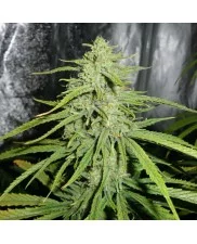 Royal Highness - Royal Queen Seeds - Medical Feminizovaná semena