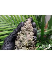 Royal Highness - Royal Queen Seeds - Medical Feminizovaná semena