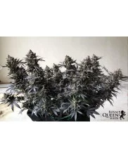 Royal Highness - Royal Queen Seeds - Medical Feminizovaná semena