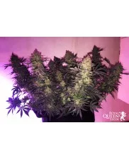 Royal Highness - Royal Queen Seeds - Medical Feminizovaná semena