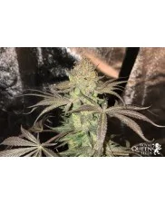 Royal Highness - Royal Queen Seeds - Medical Feminizovaná semena