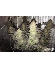 Royal Highness - Royal Queen Seeds - Medical Feminizovaná semena