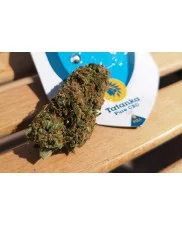 Tatanka Pure CBD - Royal Queen Seeds - Medical Feminizovaná semena