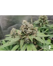 Triple G - Royal Queen Seeds - feminizovaná semena