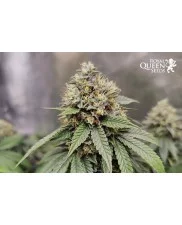 Triple G - Royal Queen Seeds - feminizovaná semena