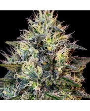 Cookies Gelato - Royal Queen Seeds - feminizovaná semena
