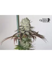 Cookies Gelato - Royal Queen Seeds - feminizovaná semena