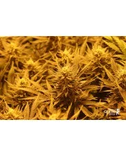 El Patron - Royal Queen Seeds - feminizovaná semena
