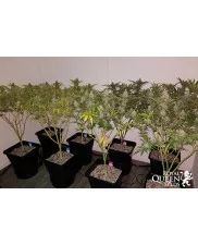 El Patron - Royal Queen Seeds - feminizovaná semena