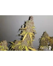 El Patron - Royal Queen Seeds - feminizovaná semena