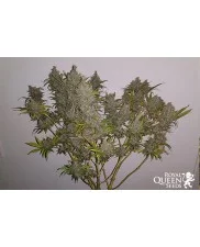 El Patron - Royal Queen Seeds - feminizovaná semena