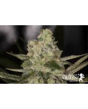 Sweet ZZ - Royal Queen Seeds - feminizovaná semena