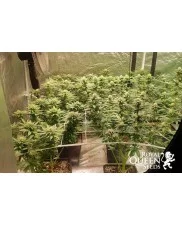 Sweet ZZ - Royal Queen Seeds - feminizovaná semena