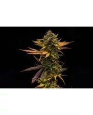 Sweet ZZ - Royal Queen Seeds - feminizovaná semena