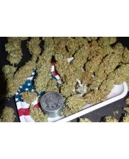 Sweet ZZ - Royal Queen Seeds - feminizovaná semena