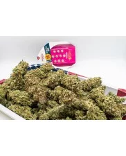 Sweet ZZ - Royal Queen Seeds - feminizovaná semena