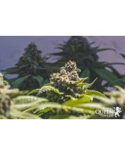 Green Crack Punch - Royal Queen Seeds - feminizovaná semena