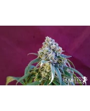 Green Crack Punch - Royal Queen Seeds - feminizovaná semena