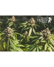 Green Crack Punch - Royal Queen Seeds - feminizovaná semena