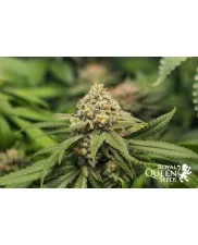 Green Crack Punch - Royal Queen Seeds - feminizovaná semena