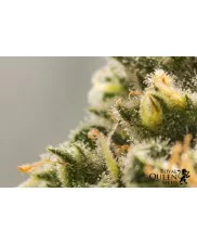 Green Crack Punch - Royal Queen Seeds - feminizovaná semena
