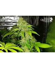 Sherbet Queen - Royal Queen Seeds - feminizovaná semena