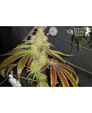 Sherbet Queen - Royal Queen Seeds - feminizovaná semena