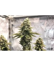 Sherbet Queen - Royal Queen Seeds - feminizovaná semena