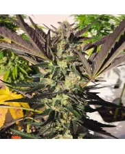 Wedding Gelato - Royal Queen Seeds - feminizovaná semena