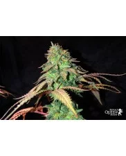 Wedding Gelato - Royal Queen Seeds - feminizovaná semena