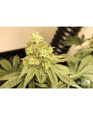 Wedding Gelato - Royal Queen Seeds - feminizovaná semena