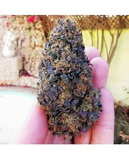 Wedding Gelato - Royal Queen Seeds - feminizovaná semena