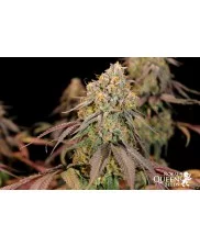 Legendary OG Punch - Royal Queen Seeds - feminizovaná semena