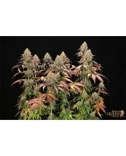 Legendary OG Punch - Royal Queen Seeds - feminizovaná semena