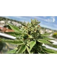 Legendary OG Punch - Royal Queen Seeds - feminizovaná semena