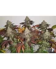Royal Gorilla - Royal Queen Seeds - feminizovaná semena