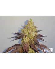 Royal Gorilla - Royal Queen Seeds - feminizovaná semena